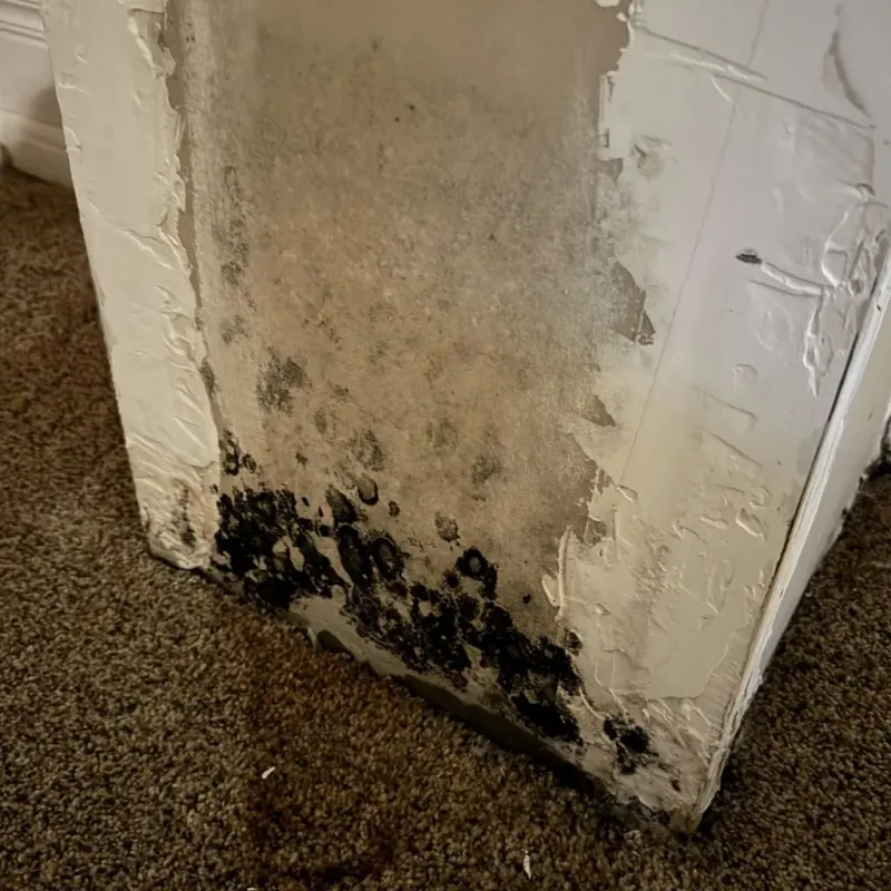 Professional Mold Removal in Burwell, NE